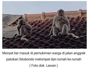 PASUKAN MONYET LIAR MERESAHKAN WARGA DI WILAYAH JALAN ANGGREK PATOKAN SITUBONDO