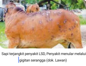 HIMBAUAN DISPERNAKAN SITUBONDO MUSIM PENGHUJAN KANDANG HEWAN TERNAK AGAR SELALU BERSIH