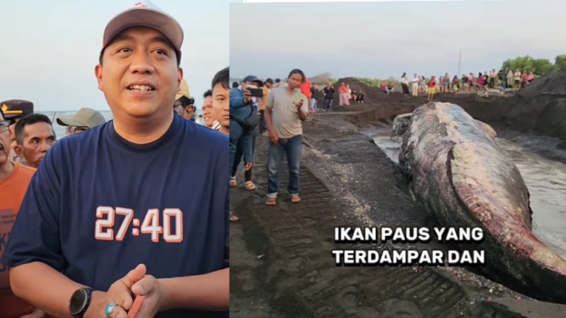 Bupati Situbondo, Mas Rio, Menyaksikan Evakuasi Ikan Paus Keadaan Mati di Perairan Pantai Desa Seletreng