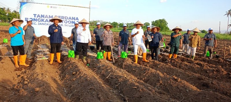 Situbondo Jadi Lokasi Pertama Tanam Perdana Tebu Bongkar Ratoon se-Indonesia