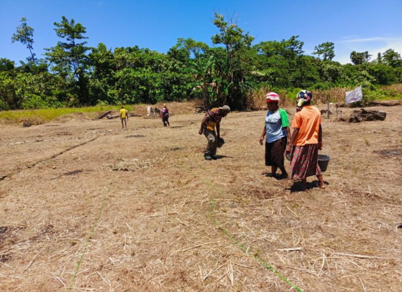 Tani Merdeka Indonesia (TMI) DPW Kabupaten Nabire Papua Tengah Lakukan Penanaman Jagung