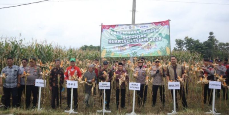Polres Situbondo Gelar Panen Raya Jagung Bersama Disperta Situbondo dan Ponpes Nurul Wafa Besuki